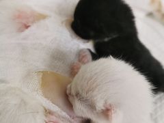 -纳吉亚猫专科动物医院(康都外科中心)