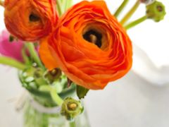 -循礼门鲜花花市(武汉循礼门店)