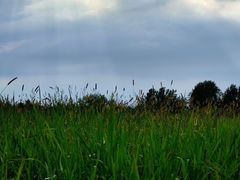 -盐城丹顶鹤湿地生态旅游区