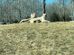 -北京野生动物园