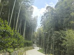 -东明山森林公园