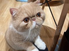 -滚猫咖啡·猫咖·猫友好撸猫(未来城店)