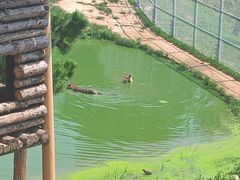 -西霞口神雕山野生动物世界