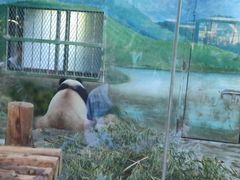 -上海野生动物园