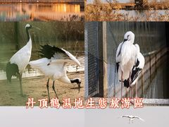 -盐城丹顶鹤湿地生态旅游区