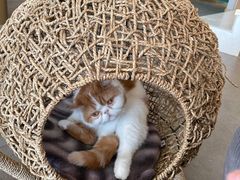 -飞行喵MR PILOT|猫舍·猫咖(静安大融城店)