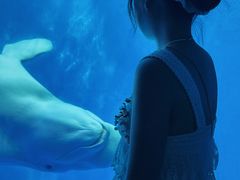 -海合安成都极地海洋公园