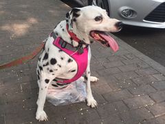 -北京赛佳动物医院