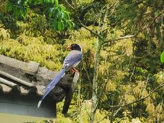 -中国大熊猫保护研究中心雅安碧峰峡基地