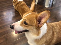 -柯斗斗主题餐厅·狗咖·围炉煮茶·茶饮(国瑞升平里店)