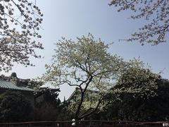 -武汉大学-樱园