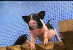 -萌宠亲子动物乐园(槐房万达店)