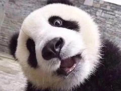 -爱妮康宠物医院·干细胞免疫细胞·肿瘤·心脏(张江店)