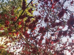 -桃花堤公园