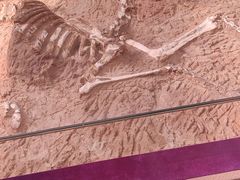 -陕西自然博物馆