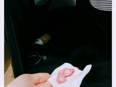 -伟伟宠物医院·CT影像中心·瑞派犬猫综合性门诊(汉口总院)