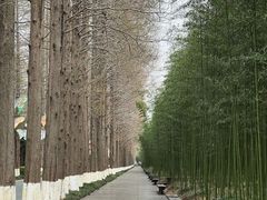 -黄海国家森林公园