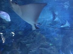 -烟台海昌鲸鲨海洋公园