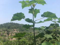 -金龙寺国家森林公园