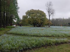 -上海滨江森林公园