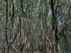 -同里国家湿地公园