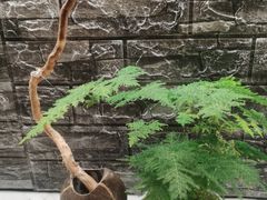 -成都中升之星奔驰4S店