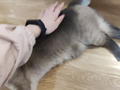 -滚猫咖啡·猫咖·猫友好撸猫(未来城店)