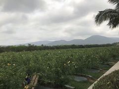 -亚龙湾国际玫瑰谷