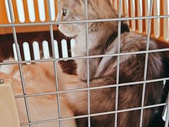 -德元·美联众合24小时动物医院(总院)