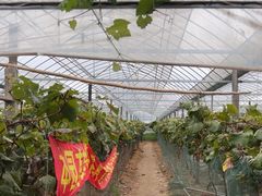 -马陆小张葡萄园农家乐