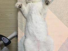 -艾贝尔宠物医院·狂犬免疫点(江山金象城店)