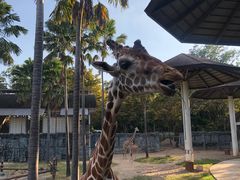 -清迈夜间动物园