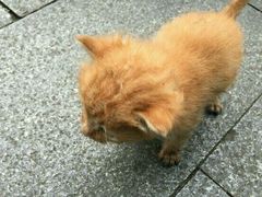 -上海佘山国家森林公园西佘山园