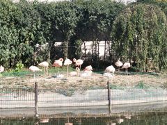 火烈鸟-西安秦岭野生动物园