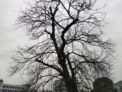 -武汉大学-樱园