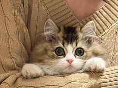 -欣宠猫屋·矮脚拿破仑·蓝金金渐层