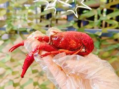 -汉虾王.小龙虾.武汉菜.粤菜(科技园店)