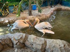 -海合安武汉极地海洋公园