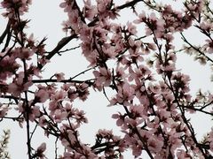 -桃花堤公园