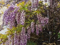 -萨莉亚意式餐厅(特力时尚汇店)