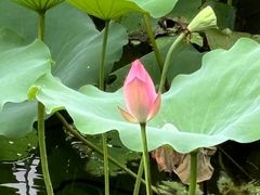 -荔湾湖公园