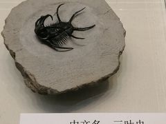 -天津自然博物馆