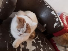 -Cappucimeow猫咪咖啡馆(韦伯时代店)