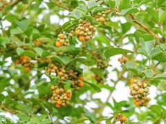 -双廊杨记石锅鱼石锅牛肉