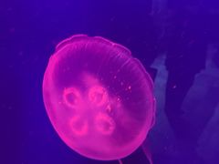 -迪拜水族馆及水下动物园