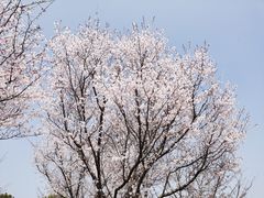 -顾村公园