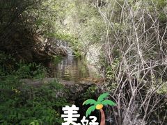 -王顺山国家森林公园