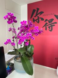 -安那般那皮肤年轻化ANAPANA