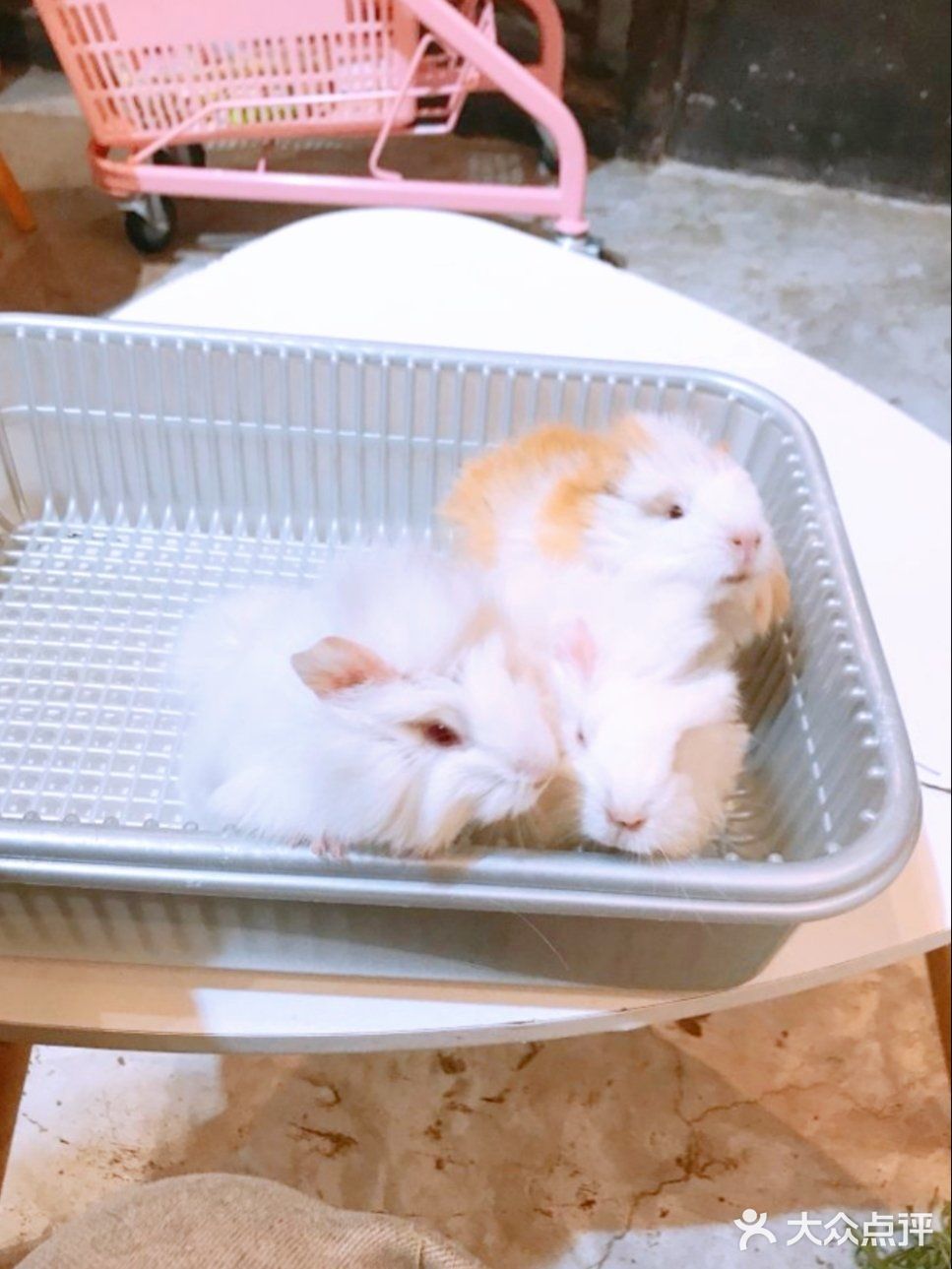 86.39元带孩子来与萌宠互动吧