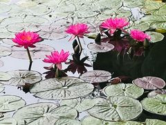 -国家植物园南园